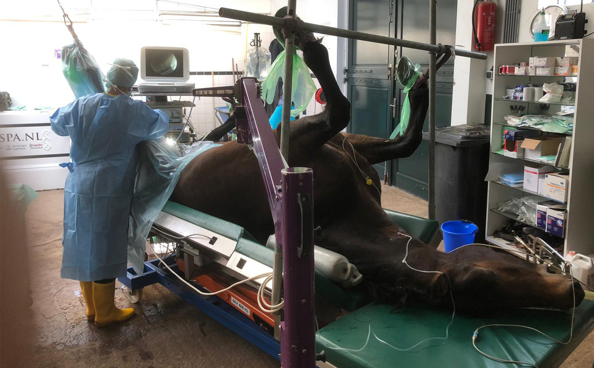 獸用內窺鏡在臨床上的應用 獸用內窺鏡在臨床上的應用